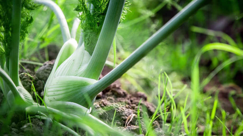 Florence Fennel - Gardening Australia