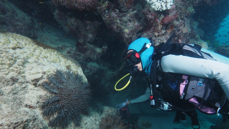 Dr Frederieke Kroon looking at COTS during a dive