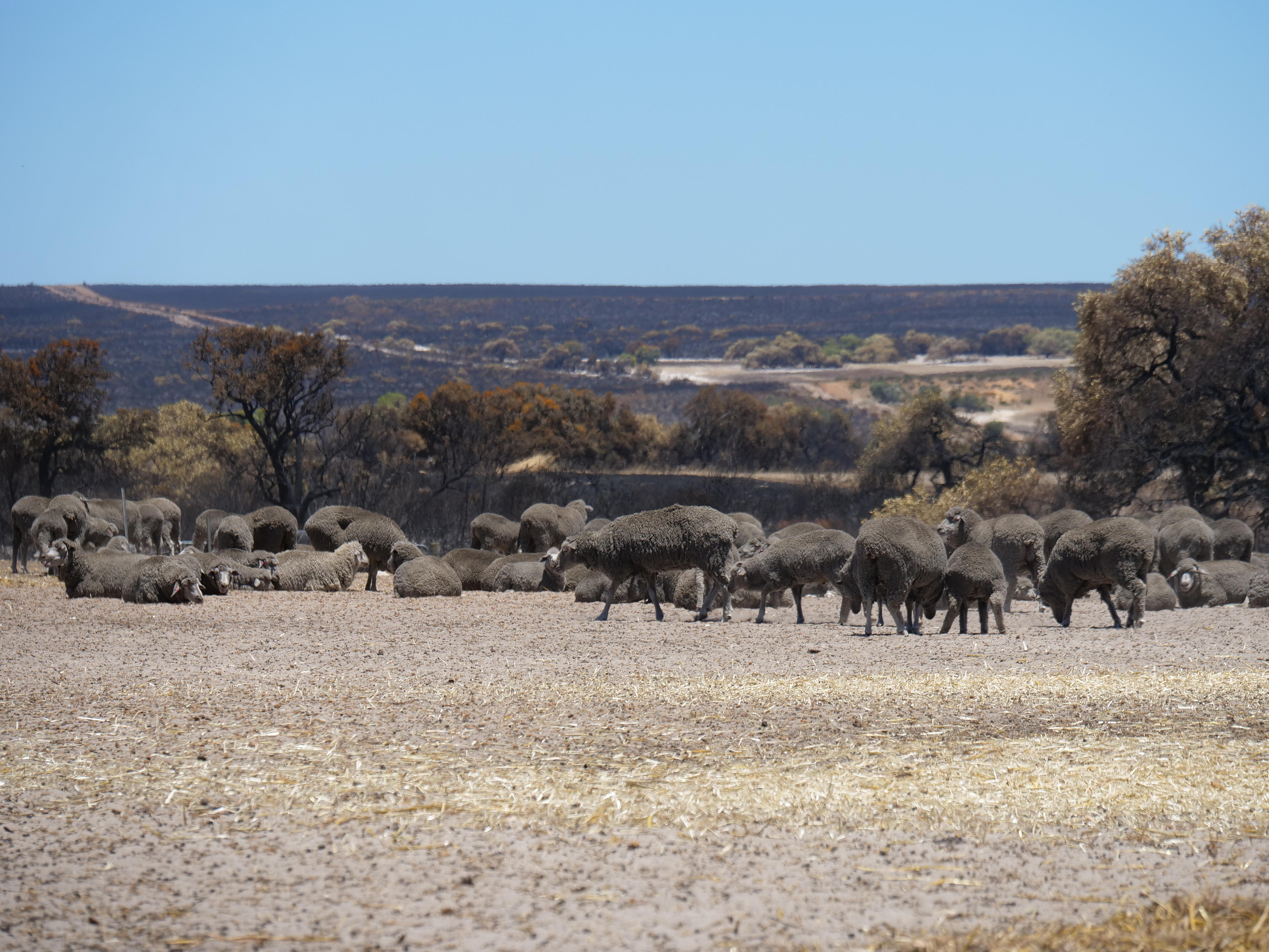 Ovelhas em um cercado queimado em Warradarge, perto de Eneabba.
