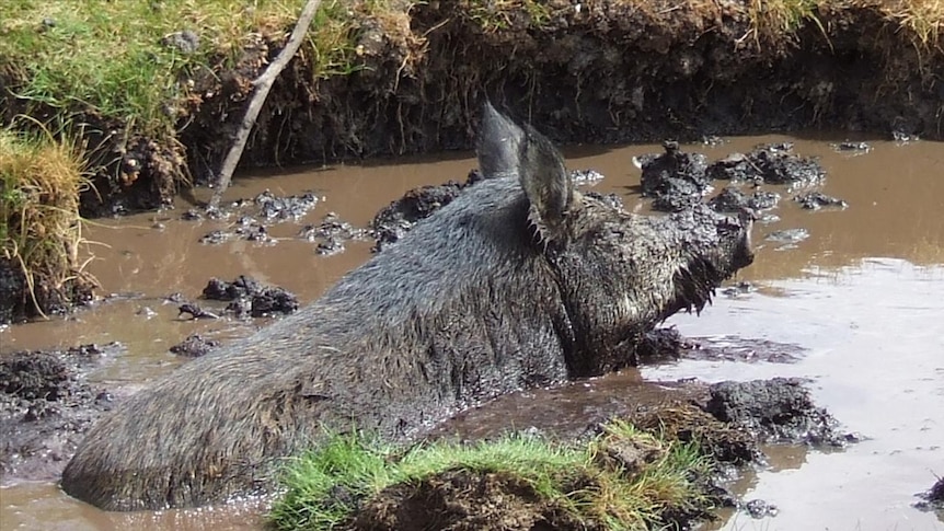 A black-haired wild boar stuck in mud