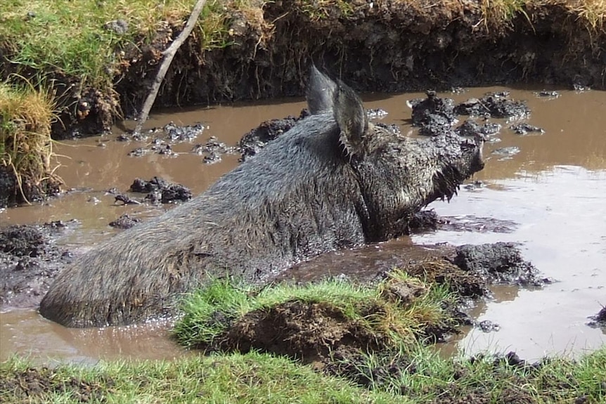 A wild boar in western NSW