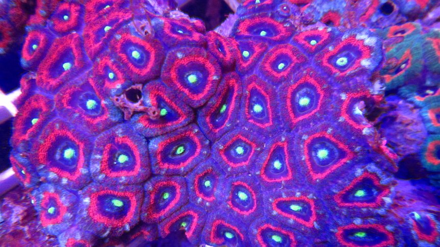 Pink and purple coral with blue and green dots.
