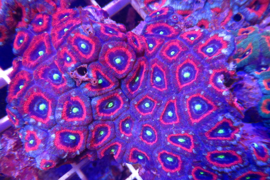 Pink and purple coral with blue and green dots.