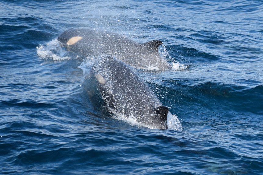 Two Type C orcas in Bass Straight.