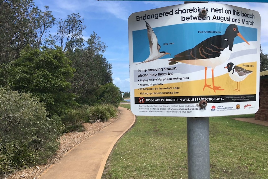 A photo of the shorebird nesting signage at Shoalhaven Heads.