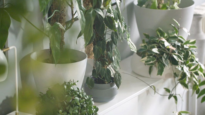 Indoor plants growing in white pots on shelf