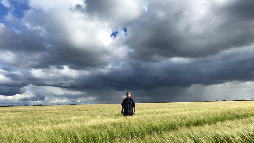 Farmer Peter Kuiper stands waist-deep in a paddock of wheat under grey skies.