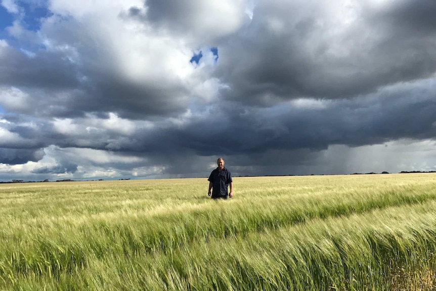 Farmer Peter Kuiper stands waist-deep in a paddock of wheat under grey skies.