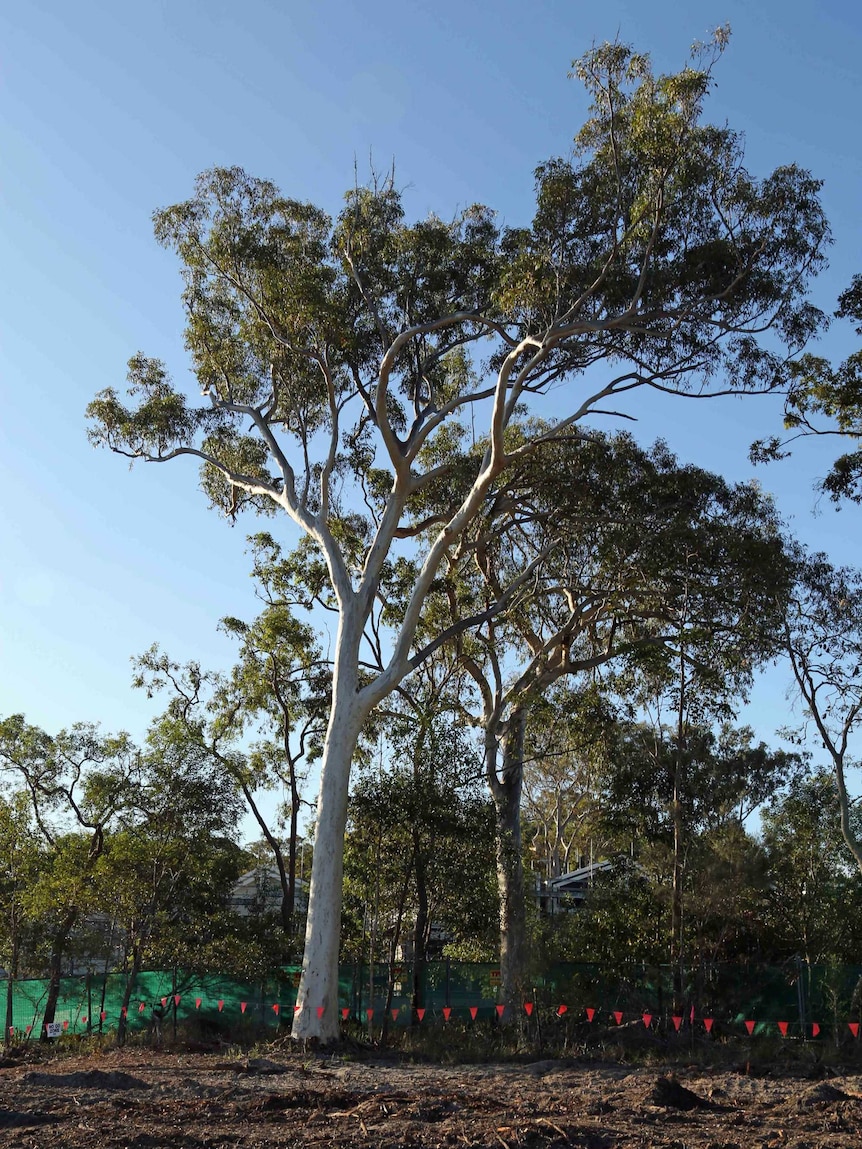 Sunshine Coast scribbly gum