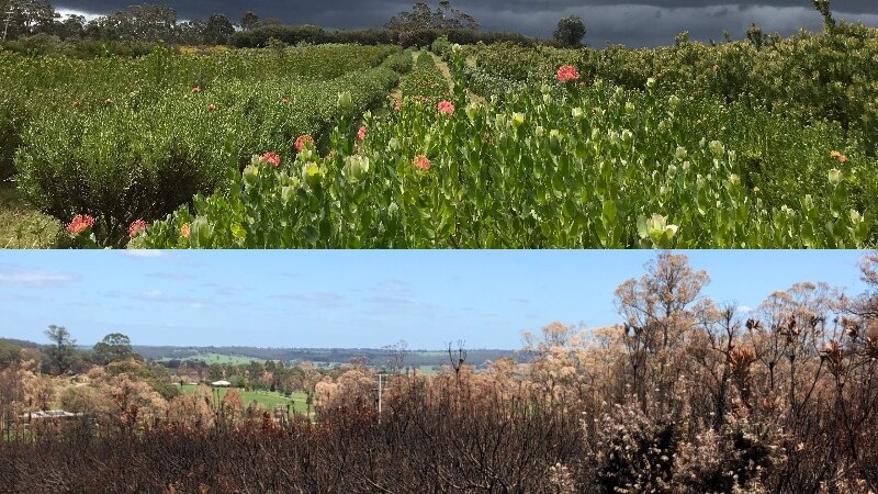 Top: A field full of flowers. Bottom: the same field of full of burnt trunks and stems.