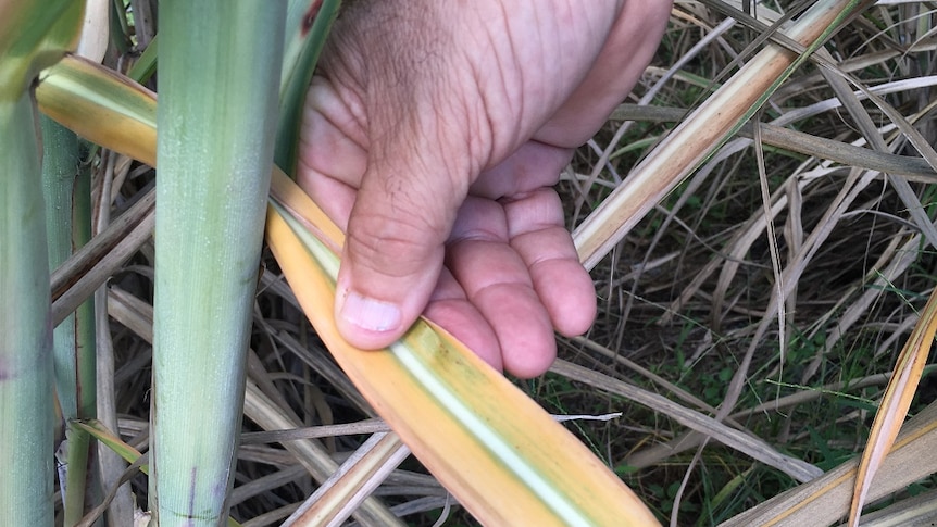 Yellow Canopy Syndrome in Mackay sugar cane crop