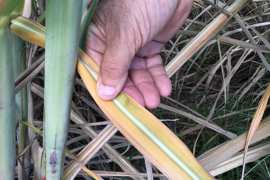 Sugar cane leaf infected with Yellow Canopy Syndrome.