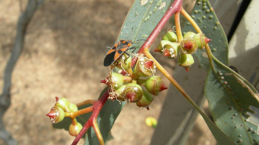 Australian Mistletoe