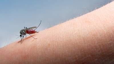 A mosquito which carries the Ross River fever virus.