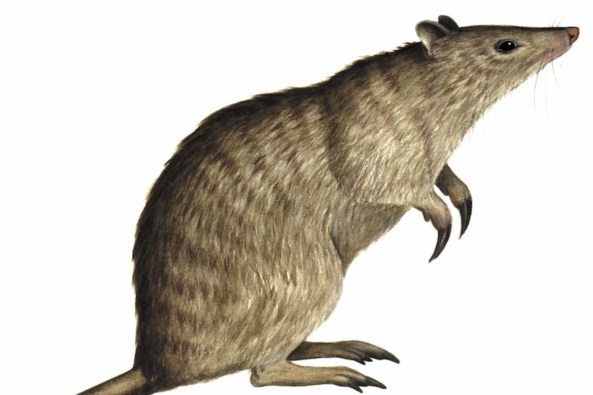 Murgon bandicoot