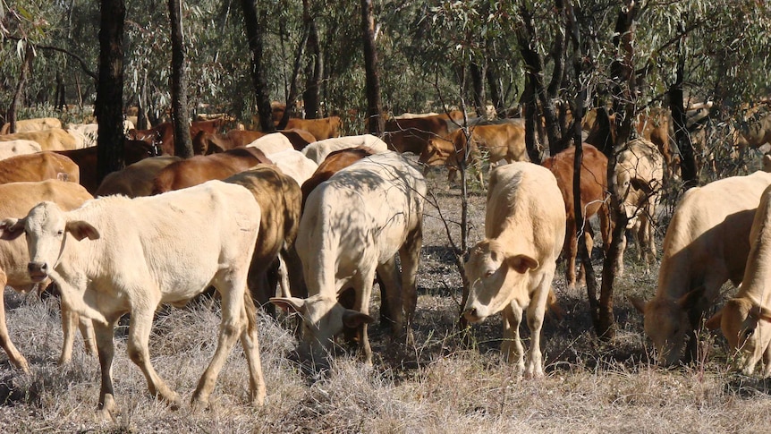 Cattle mob