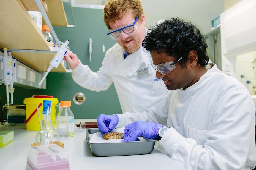 Two men in lab coats and goggles, extract toxins from a cane toad.