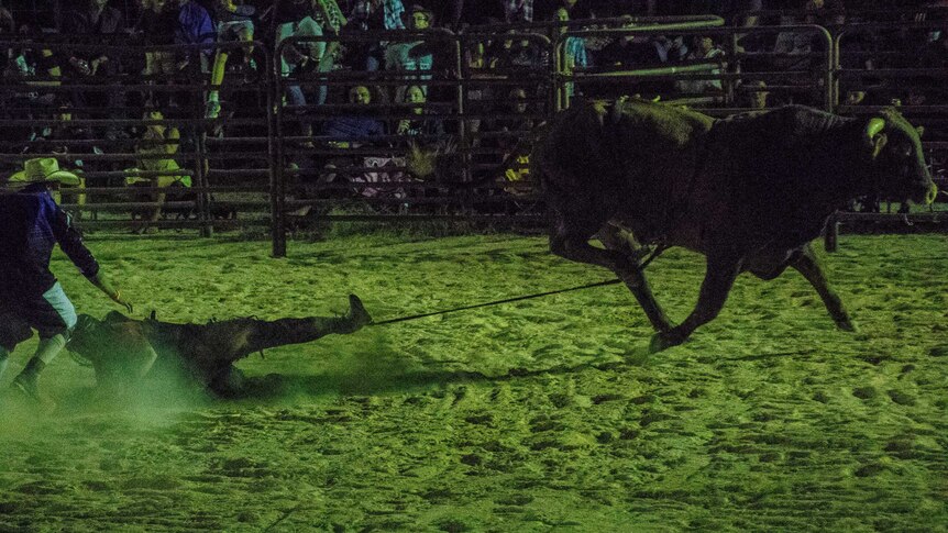 Bull drags rodeo rider