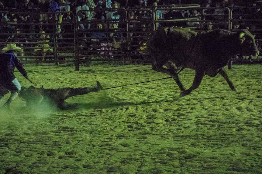 Bull drags rodeo rider