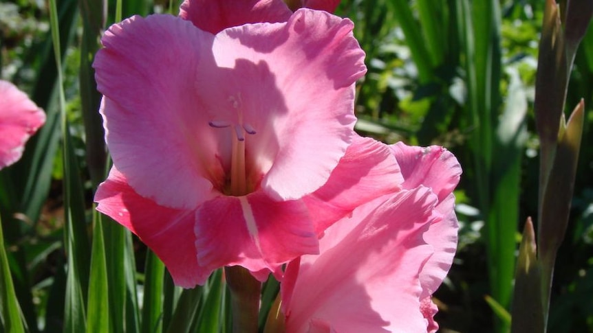 Pink gladioli flower