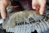 Wing of a bird with elaborate pattern.