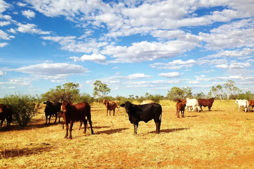 Cattle in a paddock on Ammaroo station