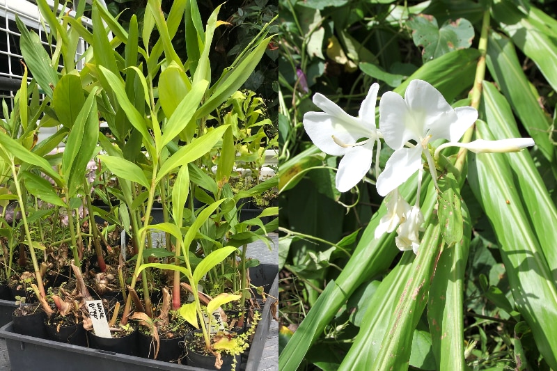 A composite picture showing the plants that were seized and the white flower of the plant.
