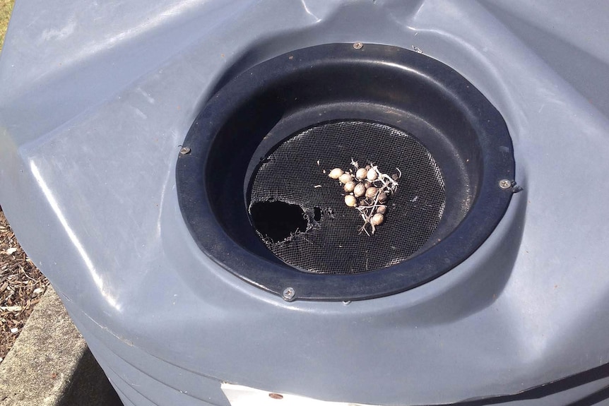 Rainwater tank with damage to top sieve