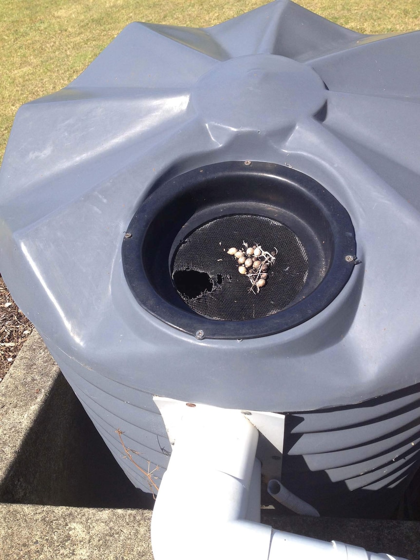 Rainwater tank with damage to top sieve