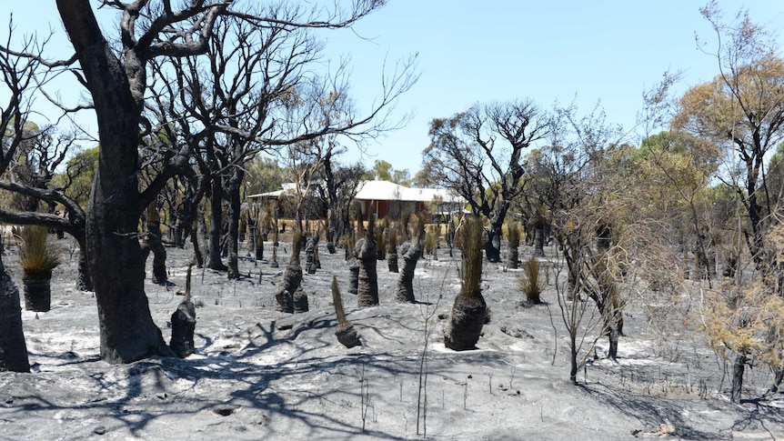 A house is framed by burnt trees at Aubin Grove in Perth