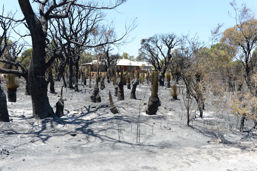 A house is framed by burnt trees at Aubin Grove in Perth