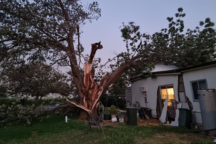 A large tree split down the middle by the storm, with half of it resting on the roof of a house