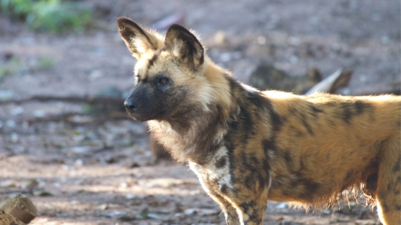 African painted dogs.