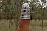 Termite mound dressed as Dalek