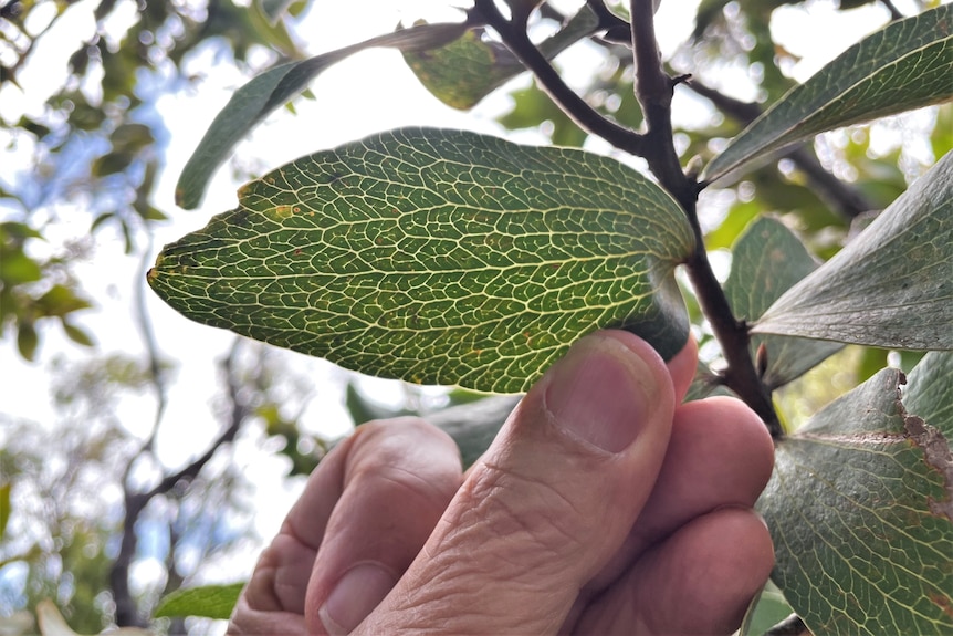 Oval-leaf hakea
