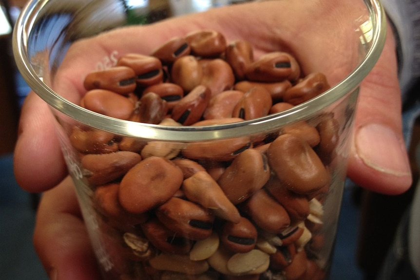 faba beans in a glass