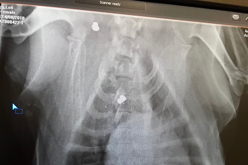 X-Ray of a dog's bullet wounds