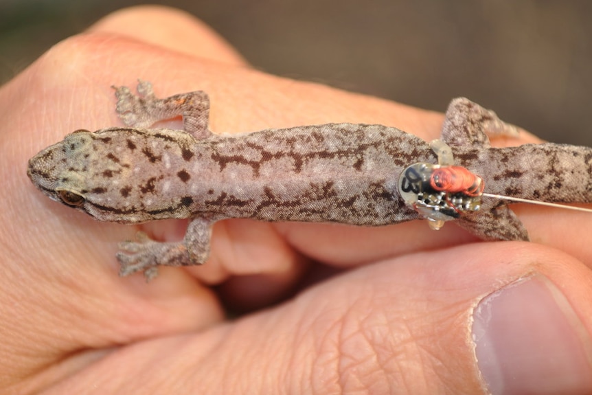 A native house gecko wearing a gps transmitter backpack being held by a scientist