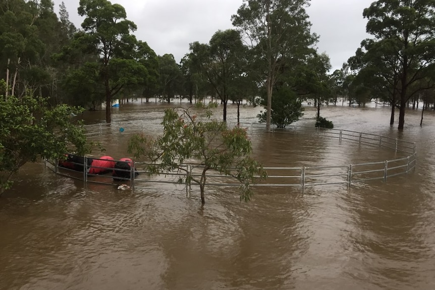 Horses nearly submerged in floodwaters.