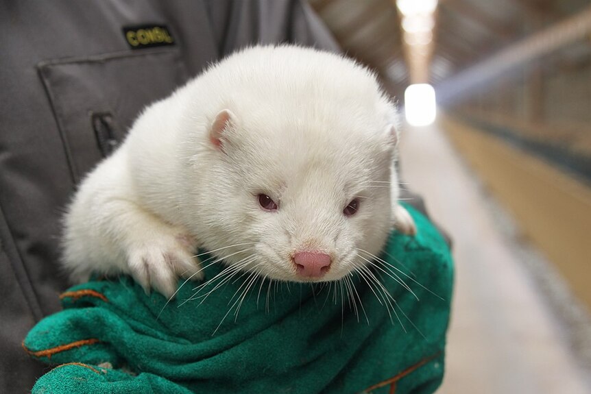 You view a close-up of an albino mink being held by someone wearing green gloves.