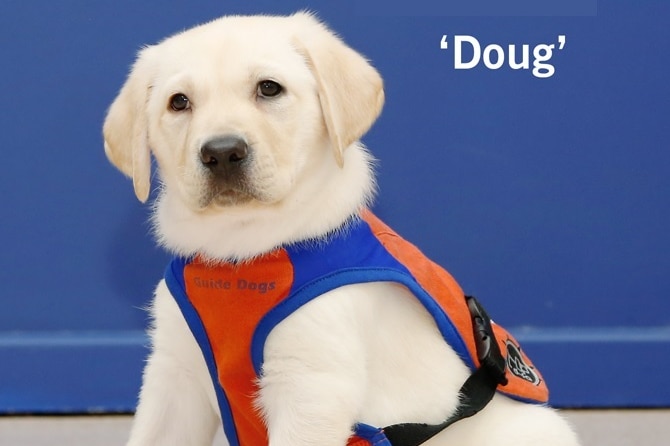 Doug the golden retriever sits in a guide dogs training vest