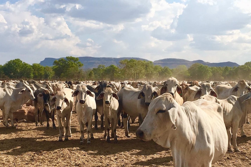 Brahman cattle in yard at Carlton Hill Station with ranges in background.