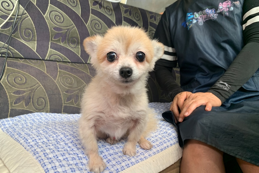 A small light brown Pomeranian dog is sitting on a towel and smiling at the camera.