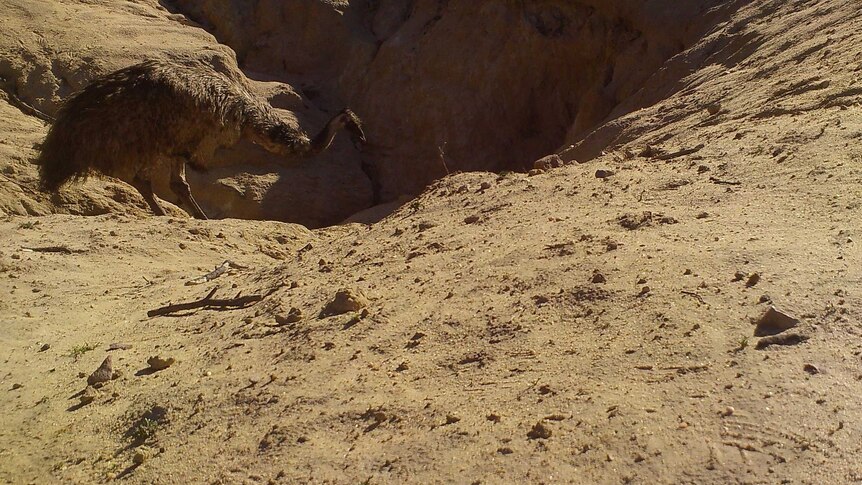 An emu entering large hole in dry sandy soil.