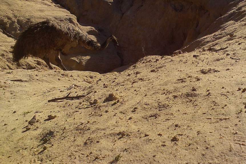 An emu entering large hole in dry sandy soil.