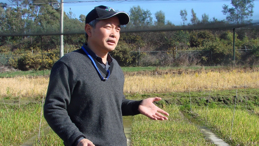 Tasmania Institute of Agriculture researcher, Meixue Zhou