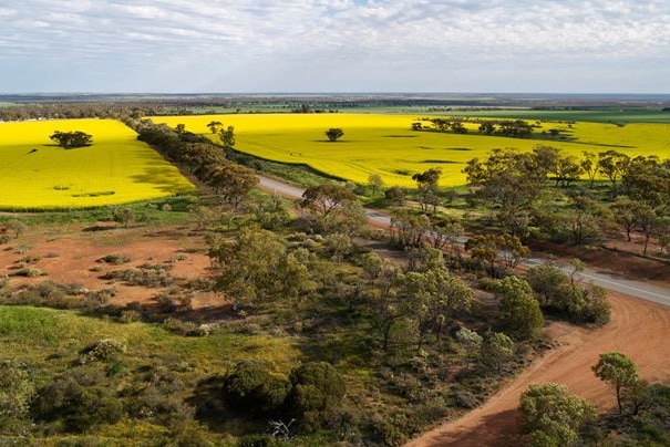 An aerial shot of canola crops in flower