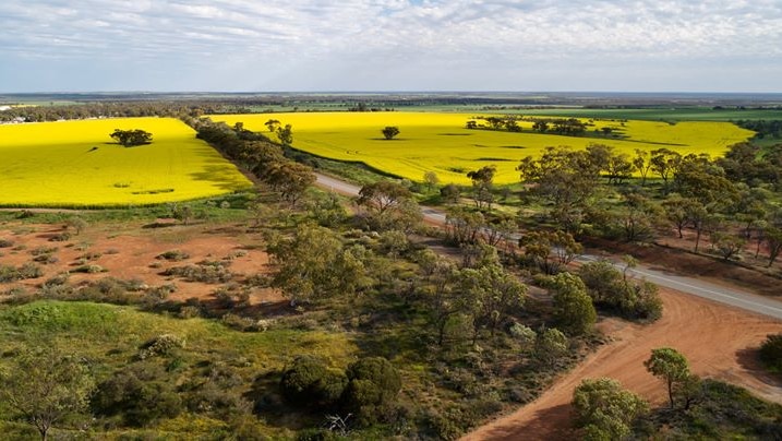 An aerial shot of canola crops in flower