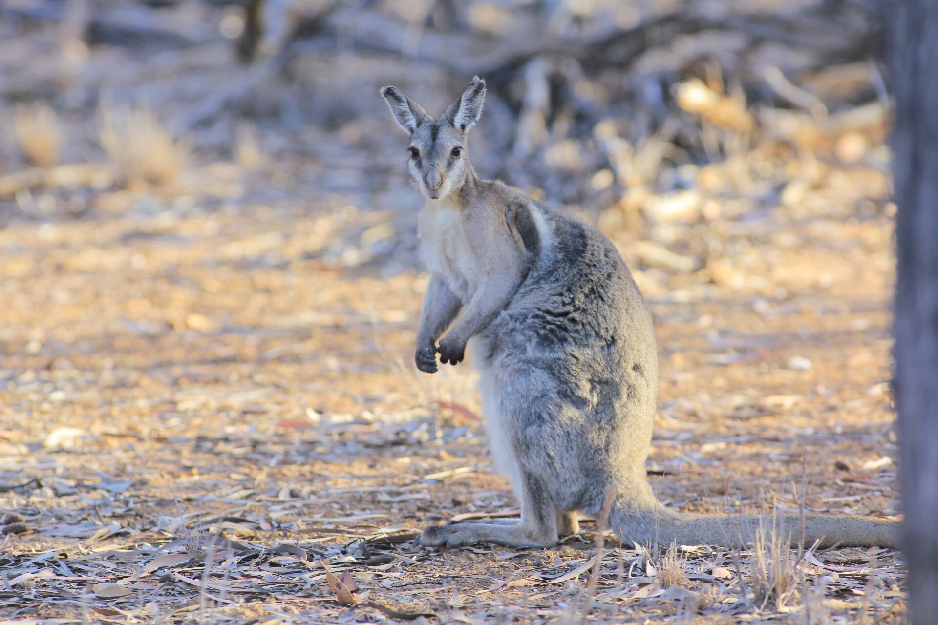 Endangered bridled nailtail wallaby develops new tactic to avoid