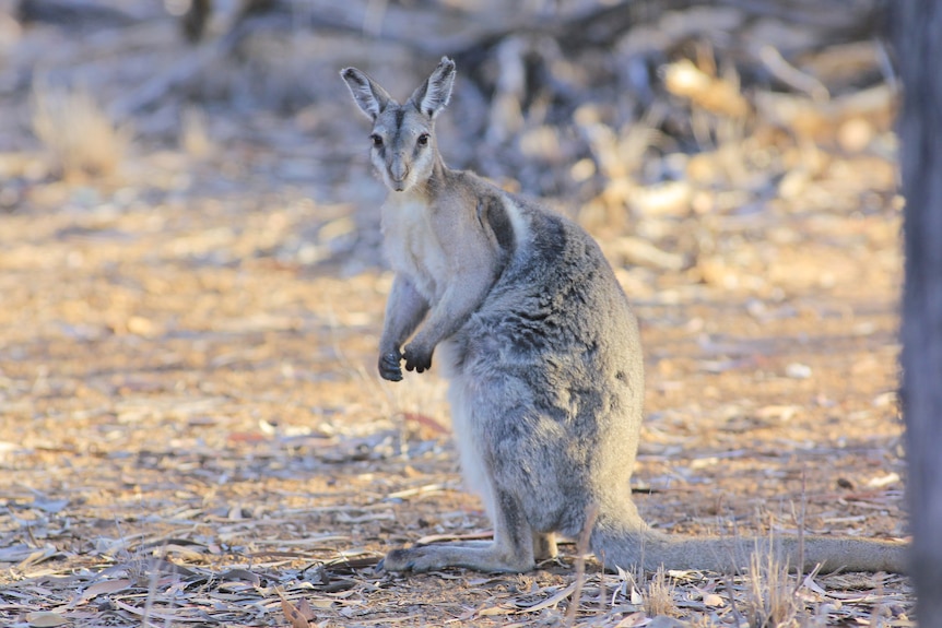 A bridle nail-tailed wallaby stands looking at the camera.